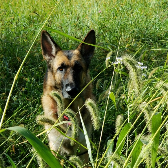 Meet your Posher, Honey "Annatalie" - Picture 7 of 16